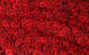 Redanomi _ la star des roses pour fabriquer son bouquet
