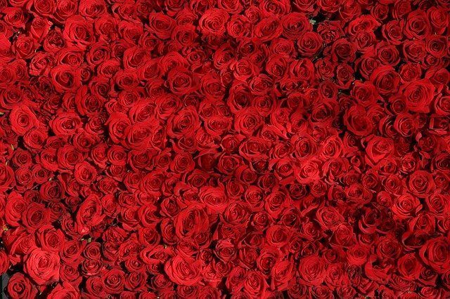 Redanomi _ la star des roses pour fabriquer son bouquet